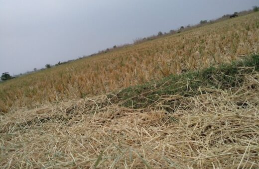 Immagine che rappresenta la crisi agricola in Italia