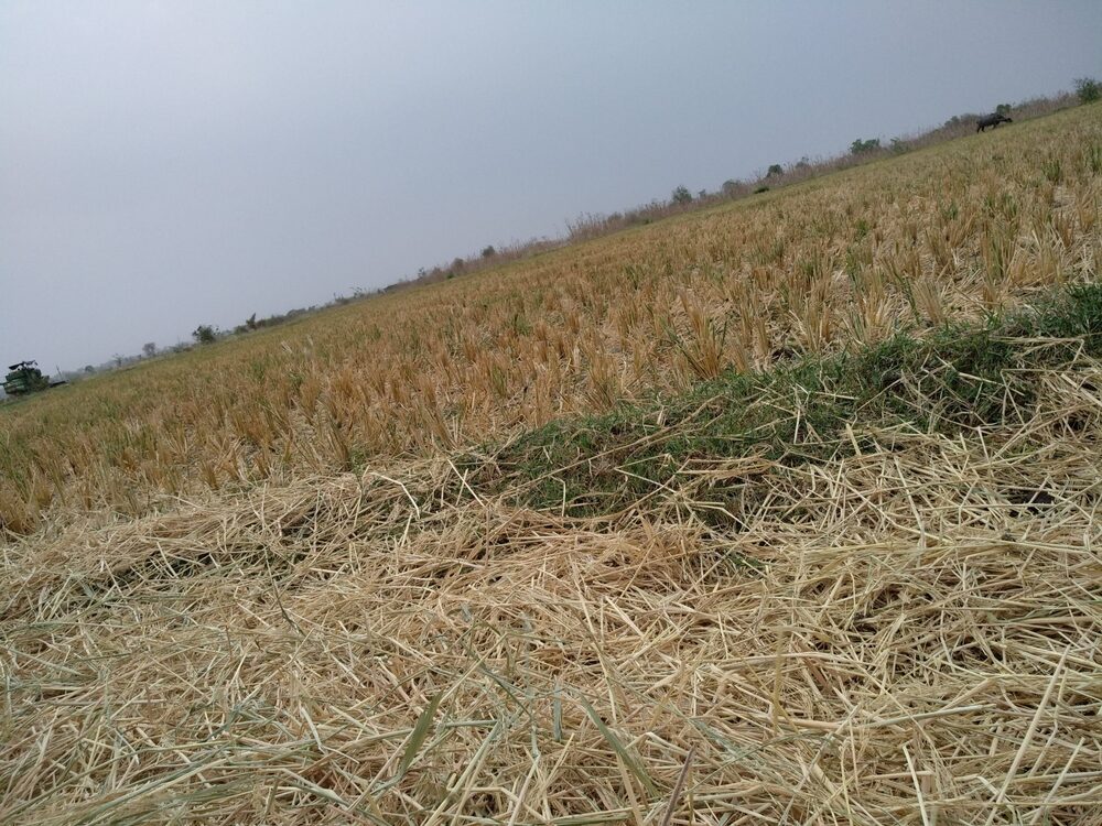 Immagine che rappresenta la crisi agricola in Italia