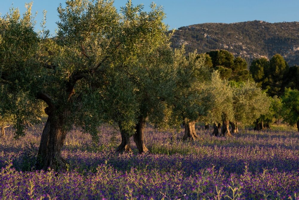 Olio d'oliva in giacenza