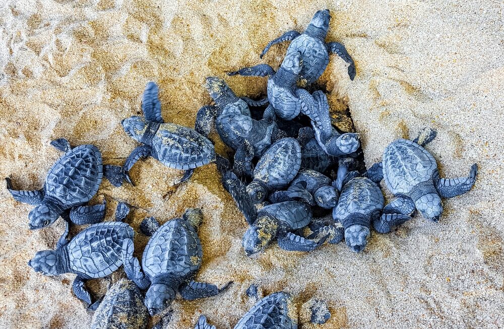 Nidi di Caretta caretta sulla spiaggia
