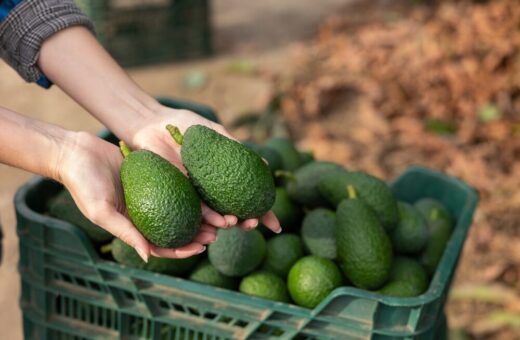 Halaesa produzione avocado Sicilia