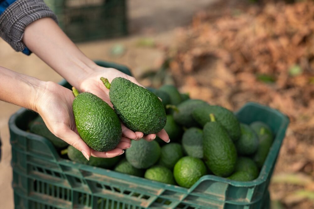 Halaesa produzione avocado Sicilia