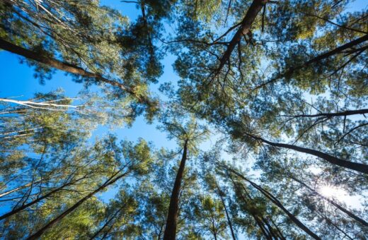 Piantumazioni alberi in Italia