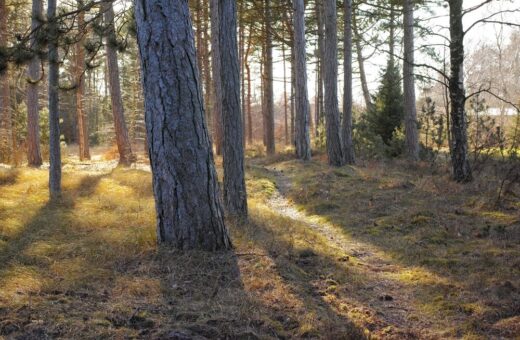 Piantumazione di alberi in Italia