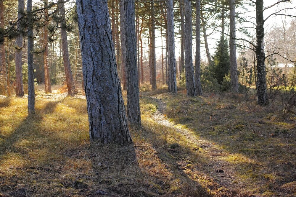 Piantumazione di alberi in Italia